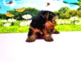 Teacup Yorkshi̇re Terri̇er Yavru