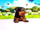Teacup Yorkshi̇re Terri̇er Yavru