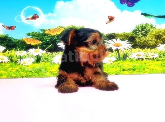 Teacup Yorkshi̇re Terri̇er Yavru görsel