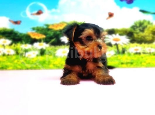 Teacup Yorkshi̇re Terri̇er Yavru görsel