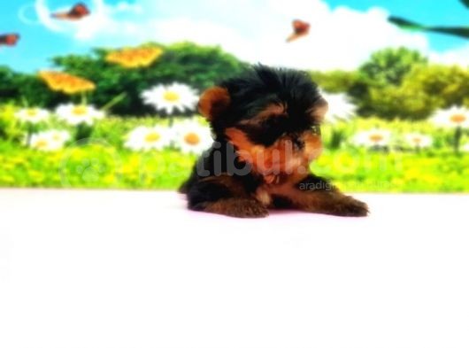 Teacup Yorkshi̇re Terri̇er Yavru görsel
