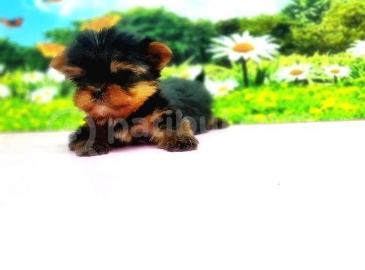 Teacup Yorkshi̇re Terri̇er Yavru görsel