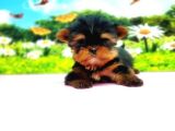 Teacup Yorkshi̇re Terri̇er Yavru