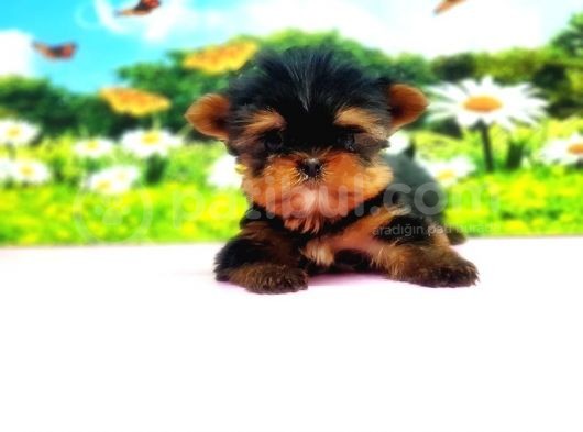 Teacup Yorkshi̇re Terri̇er Yavru görsel