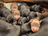 Safkan Doberman Yavruları Dünyaya Geldi