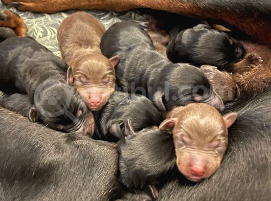 Safkan Doberman Yavruları Dünyaya Geldi