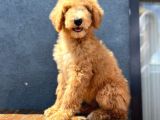 Dev Poodle Anne Baba 55-65 Cm Koca Patiler