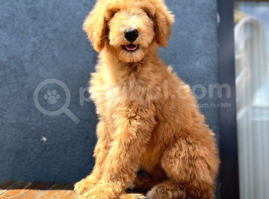 Dev Poodle Anne Baba 55-65 Cm Koca Patiler görsel