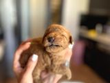 Mini Toy Poodle Orjinal Bebek Suratlı Yavrular