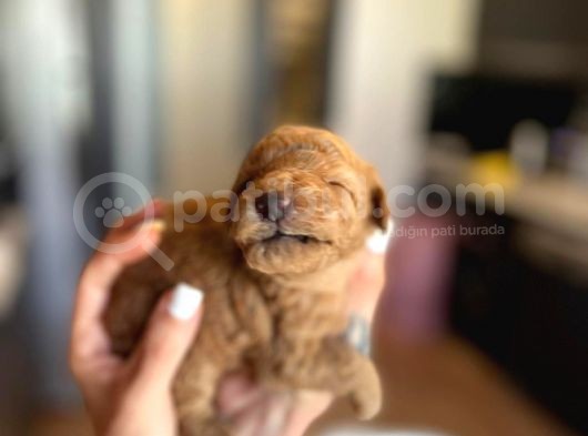 Mini Toy Poodle Orjinal Bebek Suratlı Yavrular görsel