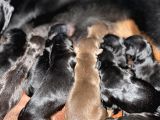 Safkan Doberman Yavruları Dünyaya Geldi