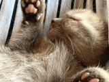 54 Günlük Yavru British Shorthair
