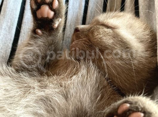 54 Günlük Yavru British Shorthair görsel