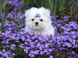 Tüy Dökmeyen Maltese Mini Boy Yavrular
