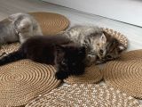 British Shorthair / Longhair 