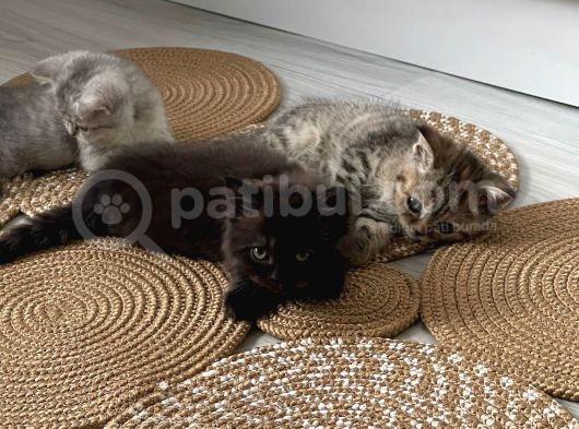 British Shorthair / Longhair  görsel
