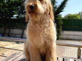 Goldendoodle Eğitimli Tüy Dökmeyen Terapi Köpekleri