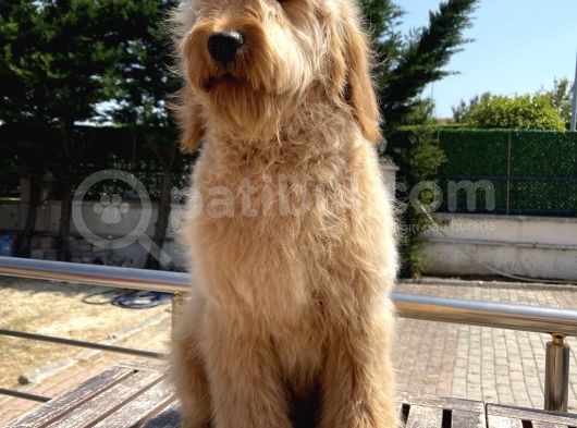 Goldendoodle Eğitimli Tüy Dökmeyen Terapi Köpekleri görsel