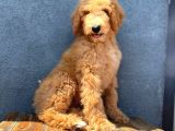 Dev Poodle Anne Baba 55-65 Cm Koca Patiler