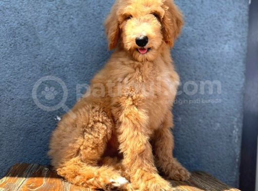 Dev Poodle Anne Baba 55-65 Cm Koca Patiler görsel