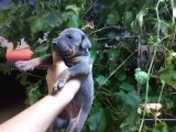 King Doberman Yavrularımız Blue Ve Siyah Yavrular Dişi