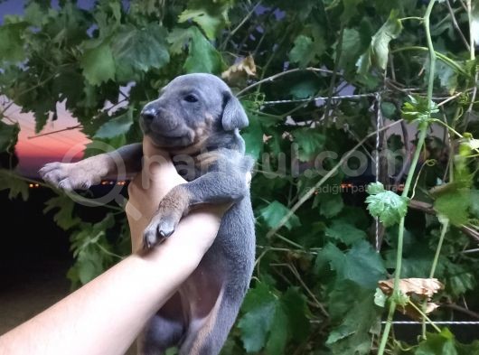 King Doberman Yavrularımız Blue Ve Siyah Yavrular Dişi görsel