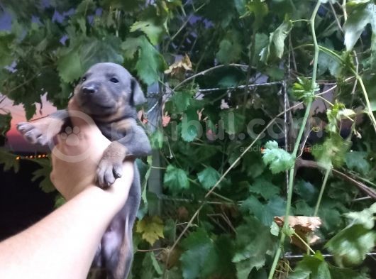 King Doberman Yavrularımız Blue Ve Siyah Yavrular Dişi görsel