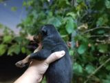 King Doberman Yavrularımız Blue Ve Siyah Yavrular Dişi