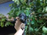 King Doberman Yavrularımız Blue Ve Siyah Yavrular Dişi