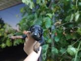 King Doberman Yavrularımız Blue Ve Siyah Yavrular Dişi