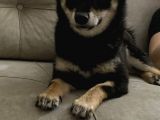 Shiba İnu Saf Kan1 Yaşında