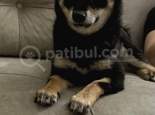 Shiba İnu Saf Kan1 Yaşında görsel