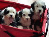 Bernedoodle Amerikan Gen Nadir Irk Hypoallerjenik