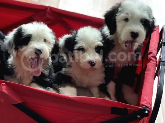 Bernedoodle Amerikan Gen Nadir Irk Hypoallerjenik görsel