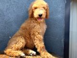 Dev Poodle Anne Baba 55-65 Cm Koca Patiler