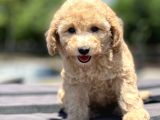 Bebek Surat Toy Poodle Yavrular