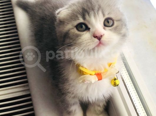 Bebişler Yuvalarını Arıyor görsel