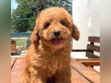 Ciftligimizden Irk Garantili Poodle Bebekler