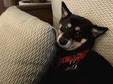 Shiba İnu Saf Kan1 Yaşında