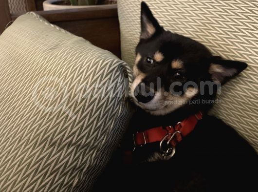 Shiba İnu Saf Kan1 Yaşında görsel