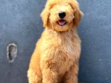 Dev Poodle Anne Baba 55-65 Cm Koca Patiler