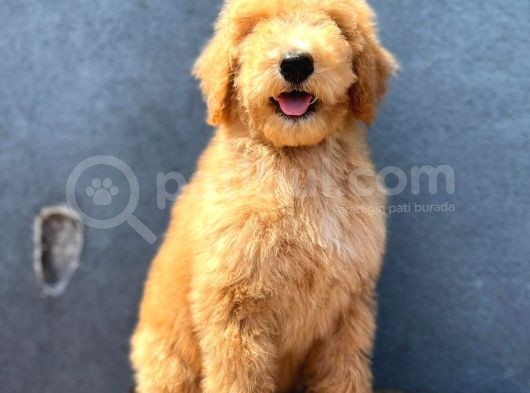 Dev Poodle Anne Baba 55-65 Cm Koca Patiler