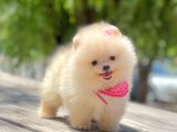 Safkan Pomeranian Boo Yavrular