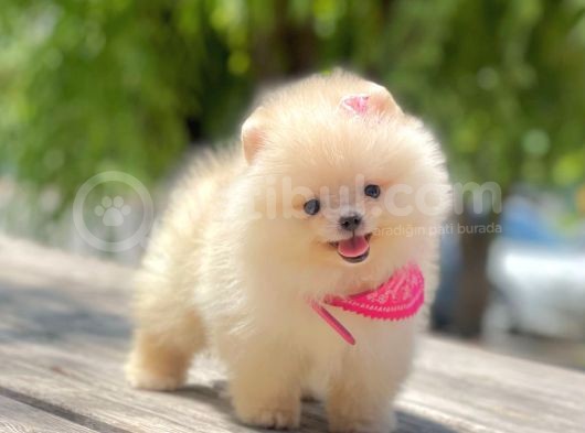 Safkan Pomeranian Boo Yavrular görsel