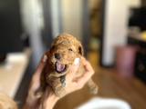 Mini Toy Poodle Orjinal Bebek Suratlı Yavrular