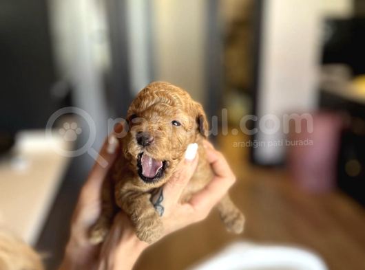 Mini Toy Poodle Orjinal Bebek Suratlı Yavrular görsel