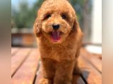 Ciftligimizden Irk Garantili Poodle Bebekler