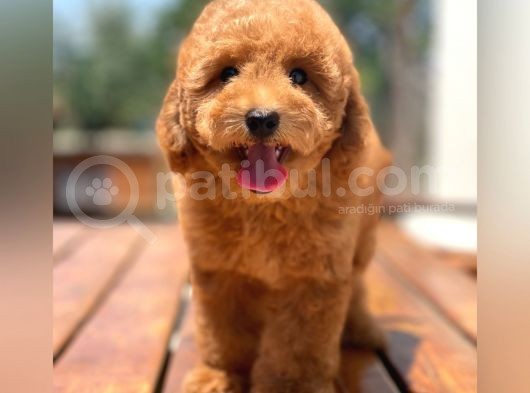 Ciftligimizden Irk Garantili Poodle Bebekler görsel