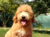 Multigen Tüy Dökmeyen Rehber Köpeklerimiz Goldendoodle Yavrular