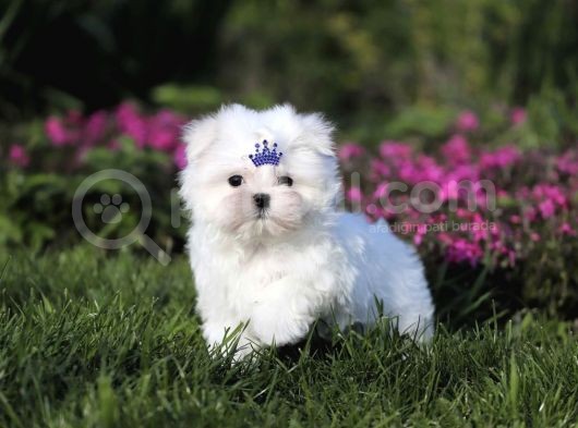 Tüy Dökmeyen Maltese Mini Boy Yavrular görsel